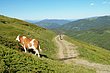 03_TransAlp_086.JPG
